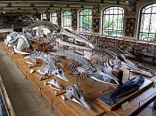 galerie de paleontologie et de anatomie comparee 5-20131297